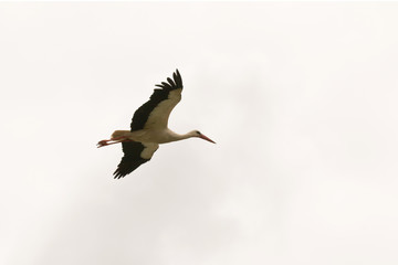 Lonely stork flying over the sky
