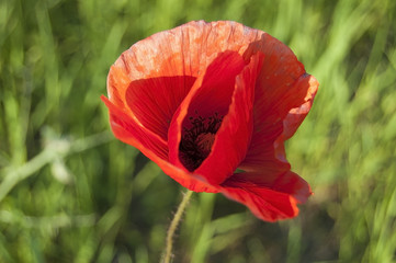 Fototapeta premium Large red poppy flower