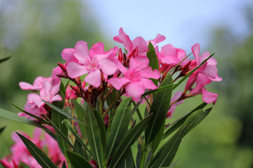 Pink oleander flowers