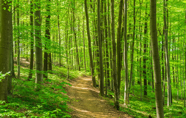 Wald Weg Wanderung Freizeit Erholung