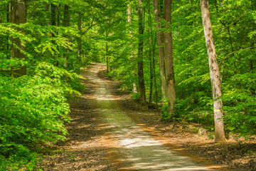Wald Weg Anblick Idyllisch Ruhe Stille