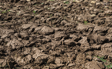 Plowed field in spring