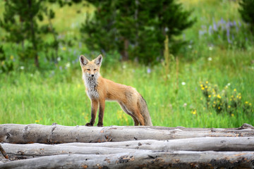 Wild Fox in Colorado 