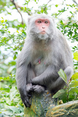 Formosan macaques Looks into the distance(taiwan monkey)
