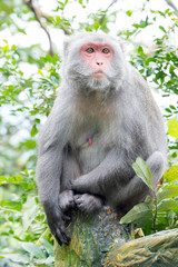 Formosan macaques Looks into the distance(taiwan monkey)
