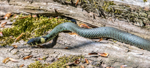 a grass snake crawling on the shore of a lake along
