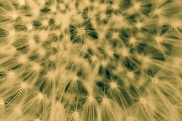 Enlarged Dandelion ( blowball ) with fluff and seeds over green