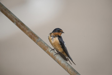 Barn swallow (Hirundo rustica)