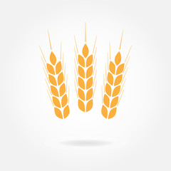 Wheat ears icon or sign. Agricultural symbol on white background. Design element for bread packaging or beer label. Vector illustration.