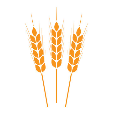Wheat ears icon or sign. Crop symbol on white background. Design element for bread packaging or beer label. Vector illustration.