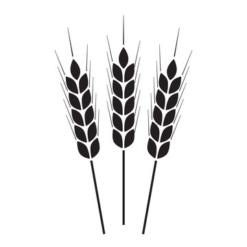 Wheat ears icon or sign. Agricultural symbol on white background. Design element for bread packaging or beer label. Vector illustration.
