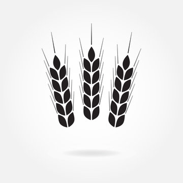 Wheat ears, barley or rice icon. Agricultural symbol on white background. Design element for bread packaging or beer label. Vector illustration.
