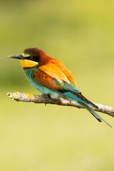 Small bird with a nice plumage