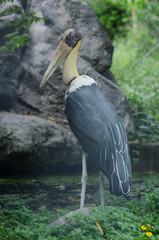 Painted Stork in Lake