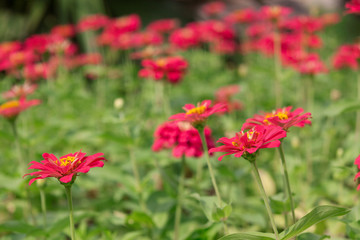 Fototapeta premium Beautiful gerbera flower in garden.