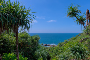 Panorama Jungle