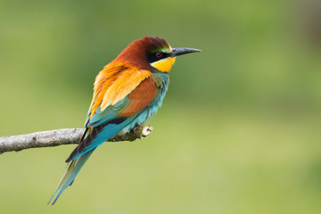 Small bird with a nice plumage