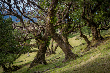 Obraz premium Fanal old forest and popular hiking spot at Madeira island