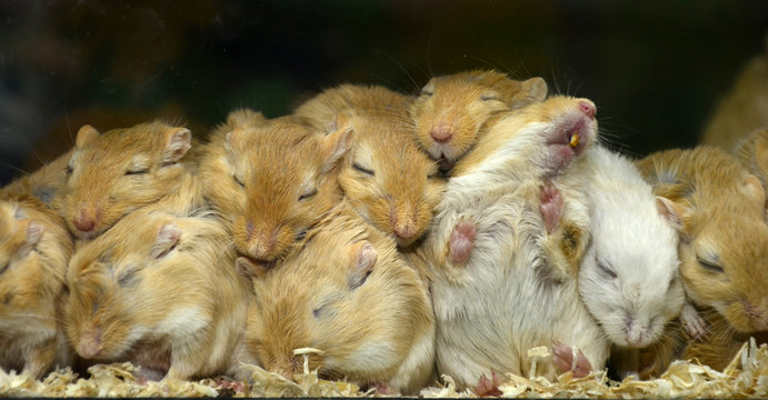 Grupo de hámster durmiendo.