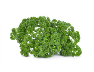 Obraz premium parsley isolated on white background