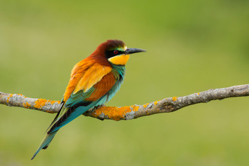 Small bird with a nice plumage