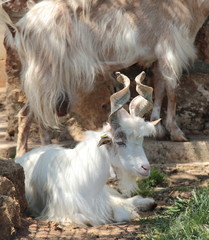 capra girgentana