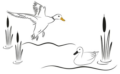 Утки на болоте