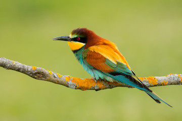 Small bird with a nice plumage
