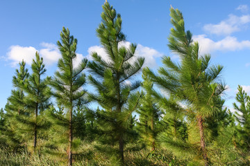 Group of bright green pine trees in forestry plantation with blue sky. Australia.