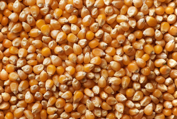 Dried corn background