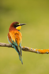 Small bird with a nice plumage