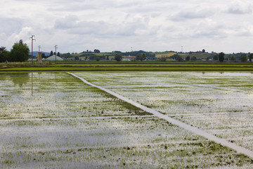 Rice fields under cloudy sky