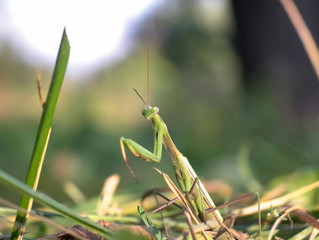 Mantis among cut grass.