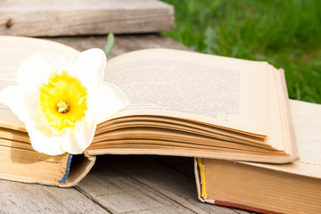 Summer pictures with an open book. Open book on the background of nature. Knowledge is power. Flowers in the book. Education. on the wooden table. Teacher's day. Empty space for text