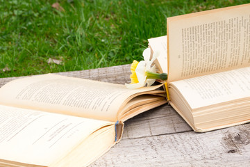 Fototapeta premium Summer pictures with an open book. Open book on the background of nature. Knowledge is power. Flowers in the book. Education. on the wooden table. Teacher's day. Empty space for text