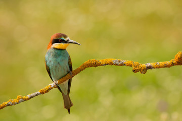 Small bird with a nice plumage