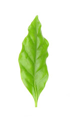 Obraz premium Green leaf, isolated on white