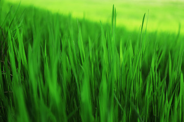Green grass outdoors