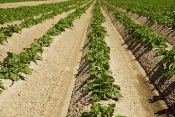 Fototapeta na wymiar Potato plants in a field in summer