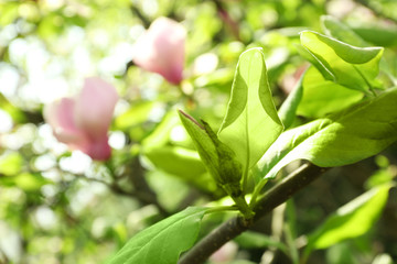 Magnolia tree blossom