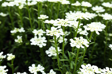 Beautiful blooming white flowers outdoors.