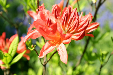 Beautiful blooming rhododendron flowers outdoors.