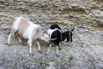 goats on the rock