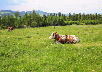 Krowa wypoczywając na łące w górskiej sceneri