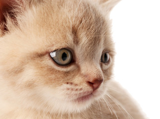 Portrait of small cute kitten