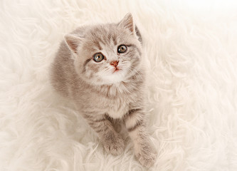 Small cute kitten on carpet