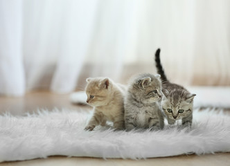 Small cute kittens on carpet © Africa Studio