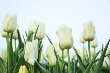 Field of beautiful blooming tulips