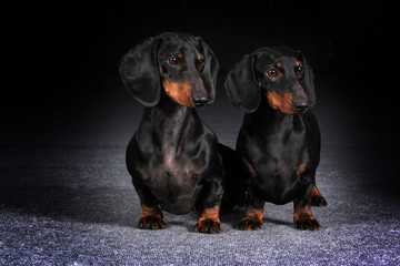 two dogs haired German dachshunds