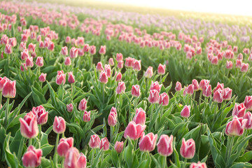 Field of beautiful blooming tulips